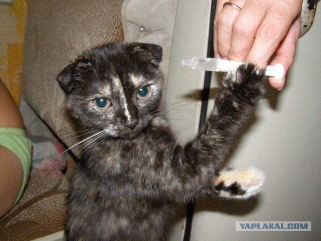 Коты и время