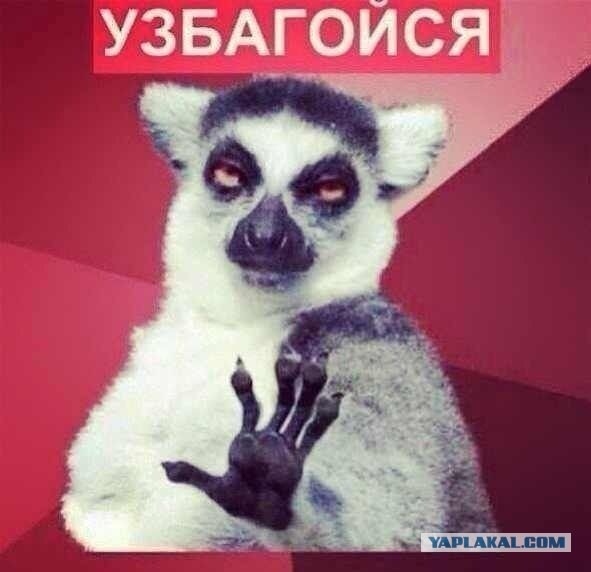 Здорово, котаны!