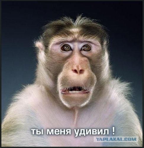 Кто поцарапал?!