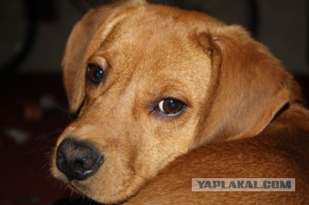 Собакочетверг на 02.01.2014