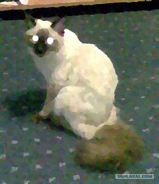 Котовторник 30.09.2014