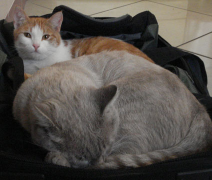 Моим котам