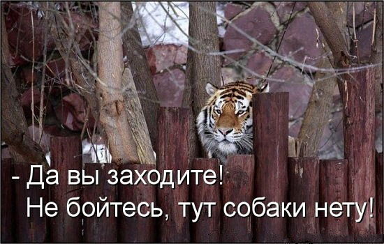 Забавные картинки.