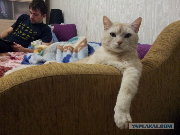 Котовторник