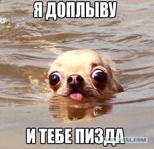 Эти маленькие собачки