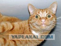 Как находить отличия на картинках