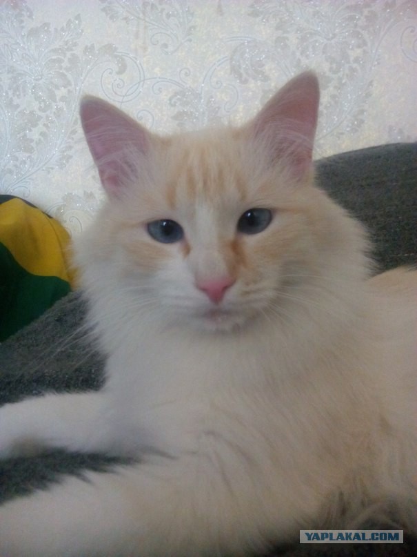 Котовторник 04.08.2015