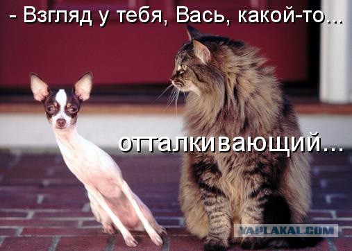 Собаки против котов
