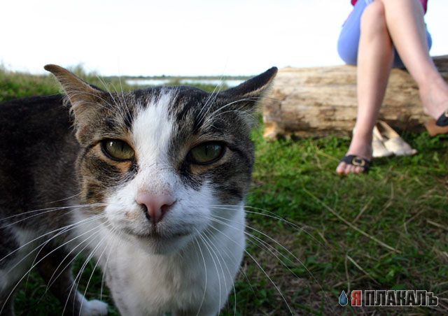 Коты, кошки, котята