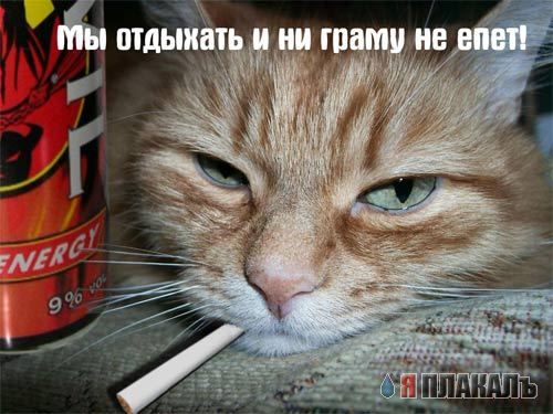 Коты, кошки, котята