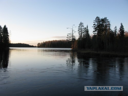 Веппский край, Южная тайга