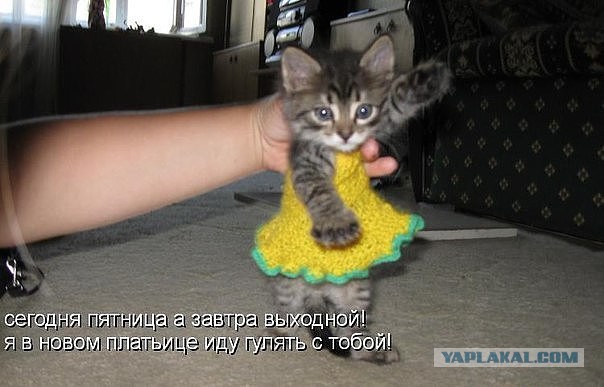 Подборка Картинок из сети