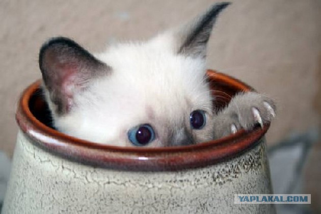Коты в засаде