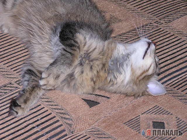 Коты, кошки, котята