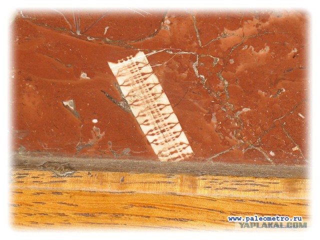 Кто жил на ЭТОЙ планете до нас?