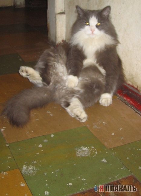 Котовторник!