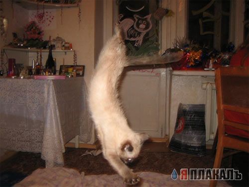 Вторничный котомёт