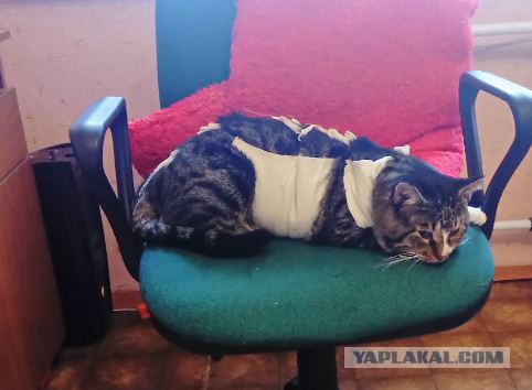 Котовторник. Понять и простить.
