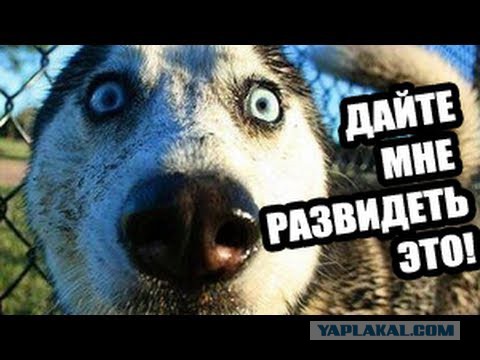 Расколбас и маразм