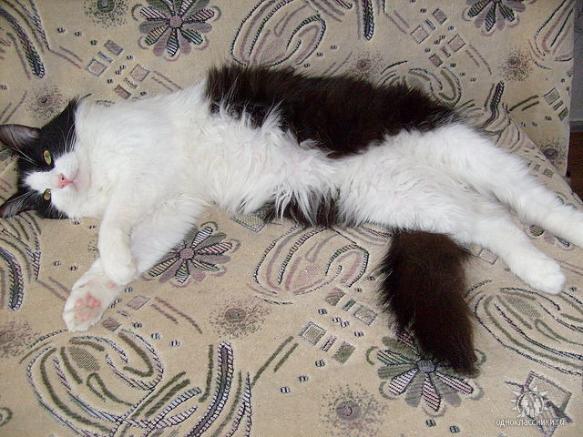 Коты из сети