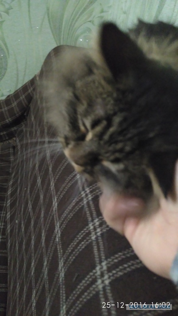 Котовторник 10.01.2017