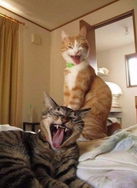 Коты из сети