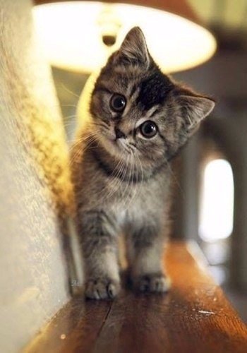 Коты и Кошки