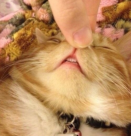 Коты и Кошки