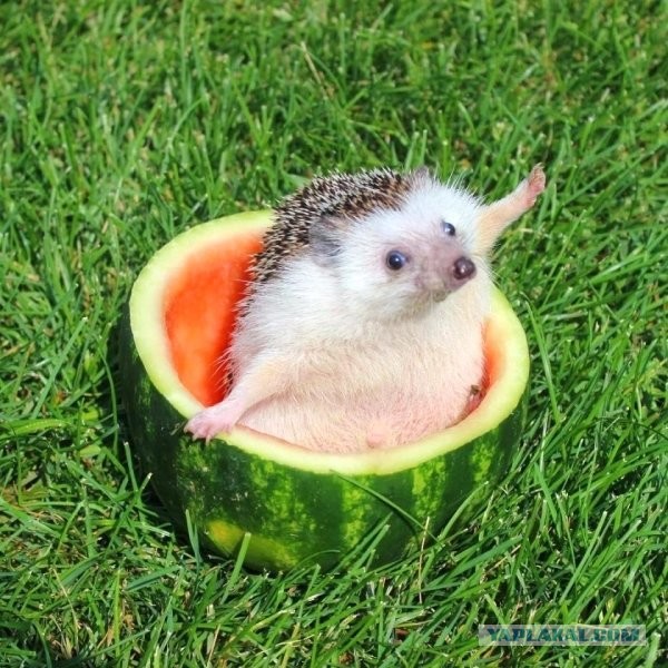 Беседка ФиС ЯПа