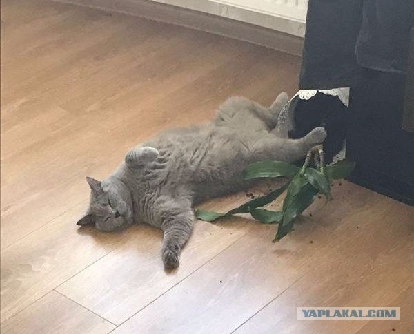 Журнал "школьный деградант" 6+