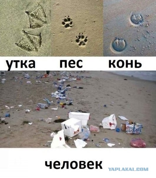 За три дня в «Зарядье» разбили стеклянный купол и уничтожили 10 000 растений