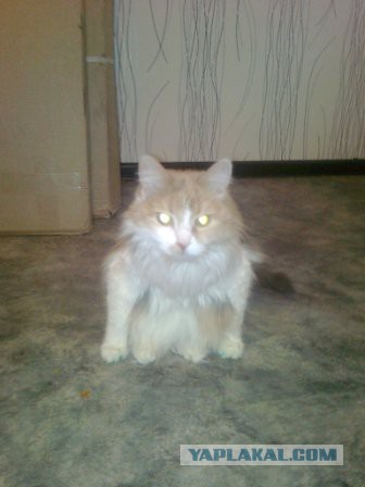 Коты, которые разучились сидеть по-кошачьи