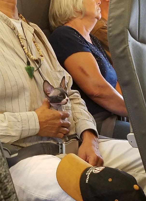 Животные в самолетах