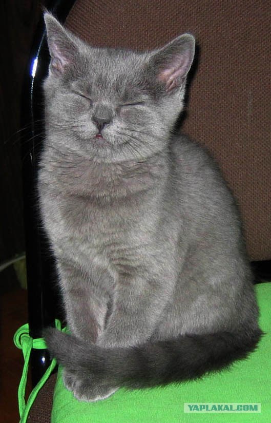 Котовторник на ЯПлакалъ 08.07.2008