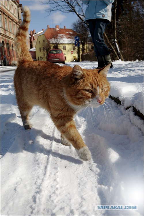 Уррааа! Котовторник на ЯПлакалъ!