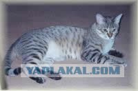 Котовторник на ЯПе (21.04.2009)