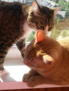 Котовторник 11.09.18.