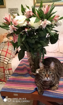 С Днём кошки!