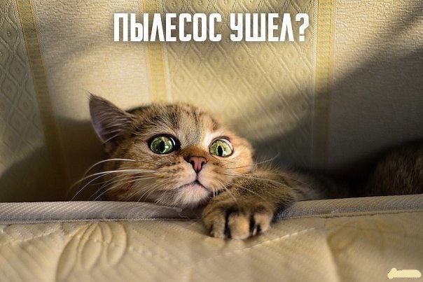 Я практически уверен, что ТАКОГО терпеливого кота вы еще не видели