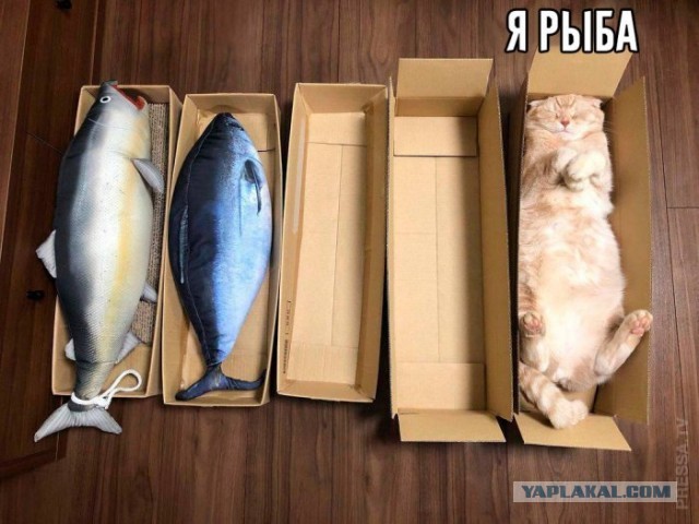 Картинки и мемы для настроения 016