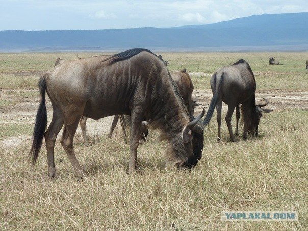 AFRICA - (Эфиопия,Кения,Танзация) 4-16 ноября 2011