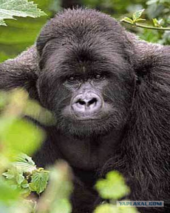 Украинский "Халк" - Денис Цыпленков