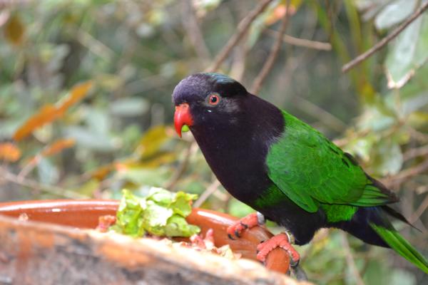 Хочу дачу на канарах!