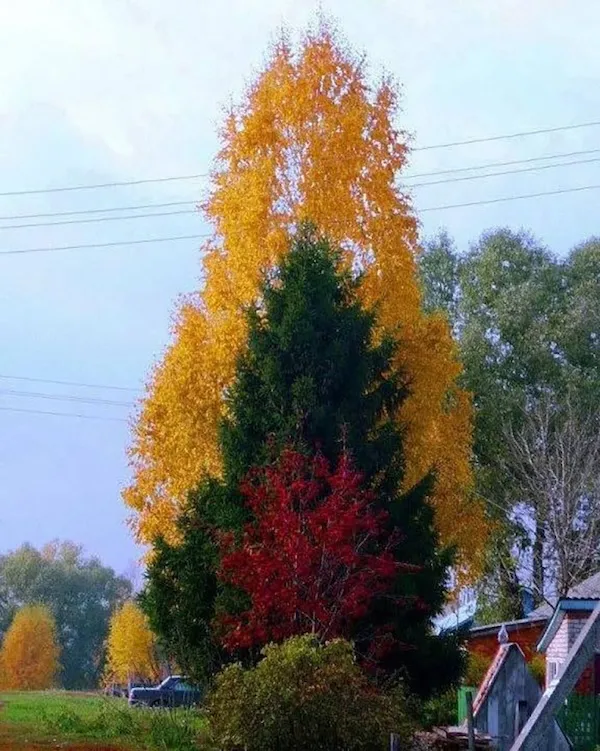 ФотоВинегрет