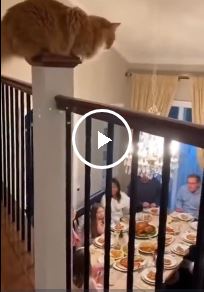 Гвоздь программы