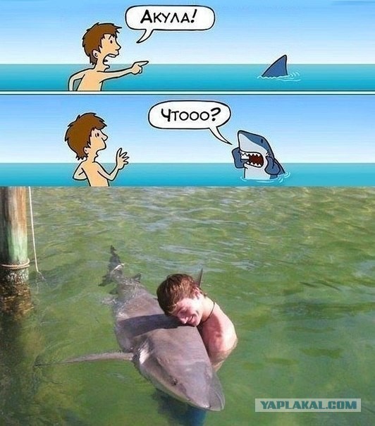 Акула спешит на помощь!