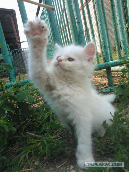 Котовторник 23.07.2013