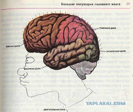 Разрисованные учебники (150 рисунков)