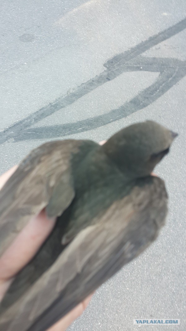 Как мне птицу удалось спасти.