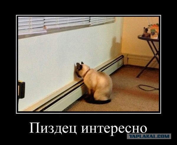 Кошачья логика